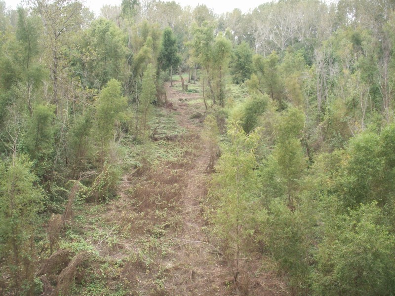 Trees on the East River Bank Upstream